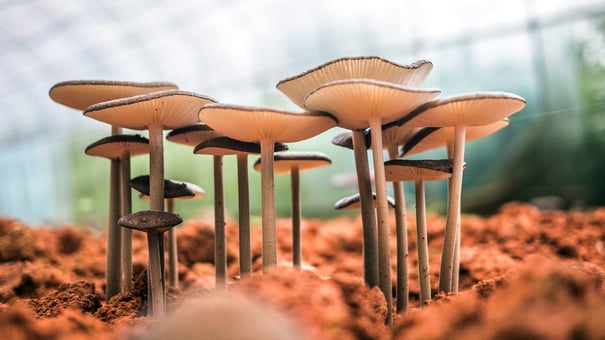 A close-up photo of about a dozen mushrooms springing up from the forest floor