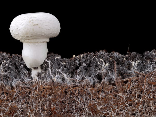 A white mushroom emerges from the dirt, with a cross-section of its white mycelium network visible below the surface of the ground.