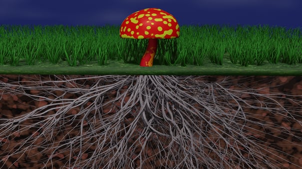 An illustration of a red and yellow mushroom with a complex network of roots below the surface.