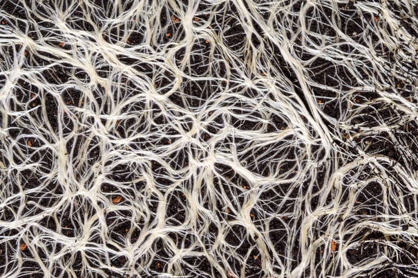 Intricate white filaments of mycelium intertwine on a black background.