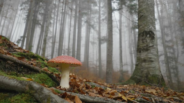 A single red-capped mushroom rises from the forest floor, surrounded by tall trees in a gray mist.