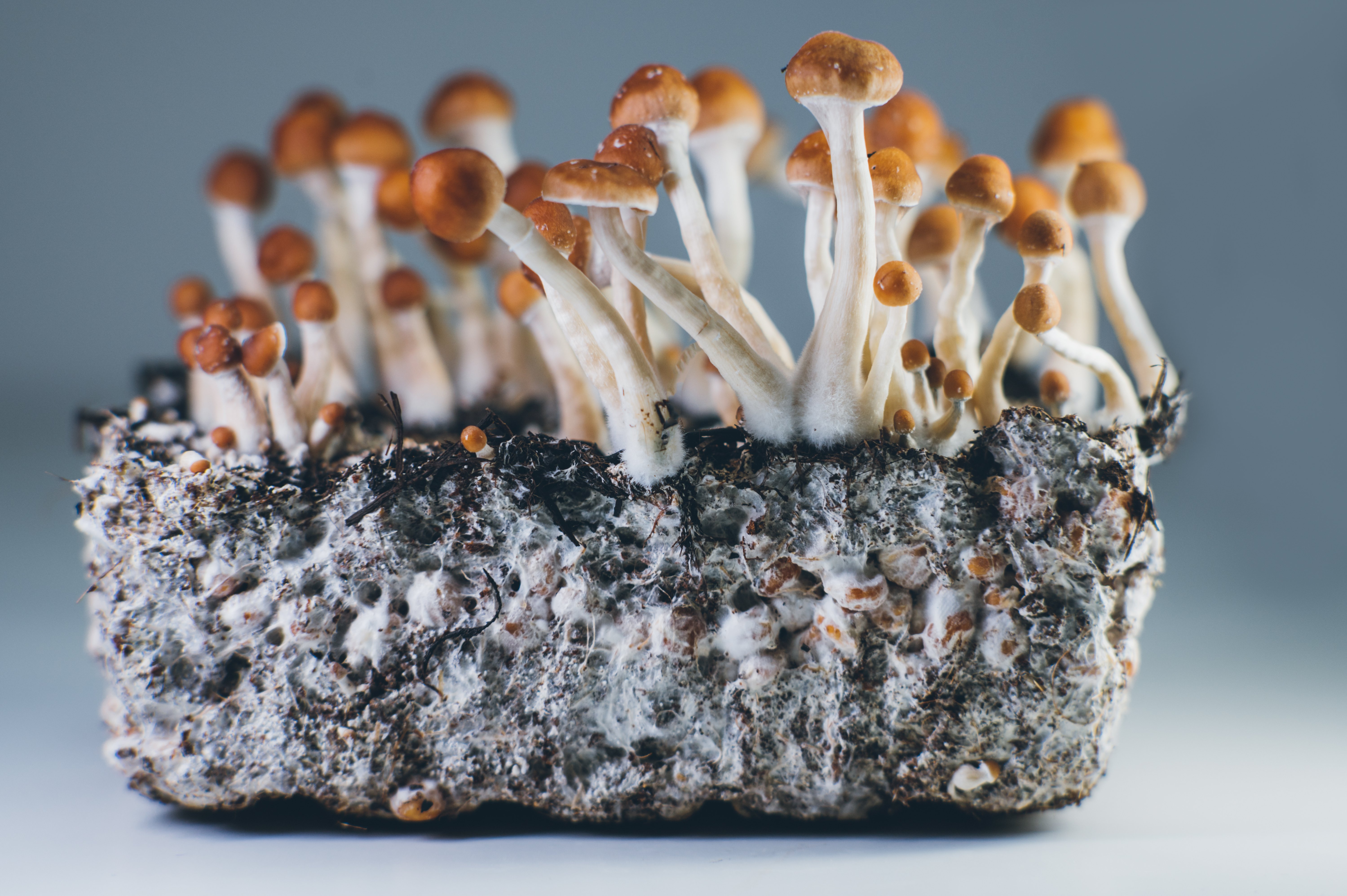 Mycelium DEI 3 | August Public